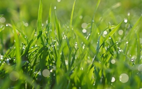 緑の草、水滴、夏 HDの壁紙