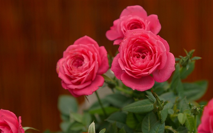 ピンクのバラ、花 壁紙 ピクチャー