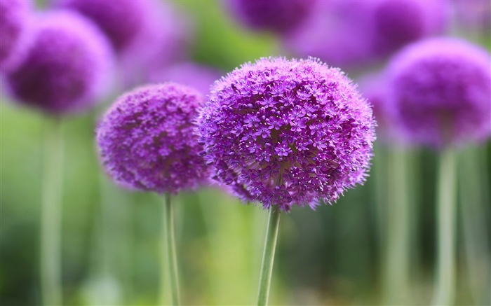 紫色の花、ボール、ボケ 壁紙 ピクチャー