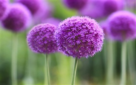 紫色の花、ボール、ボケ HDの壁紙