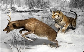 タイガー狩猟鹿 HDの壁紙
