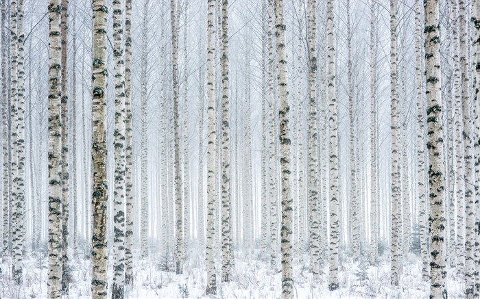 木々、樺太、森林、雪、冬 壁紙 ピクチャー