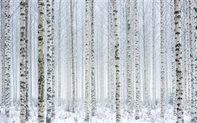 木々、樺太、森林、雪、冬 HDの壁紙