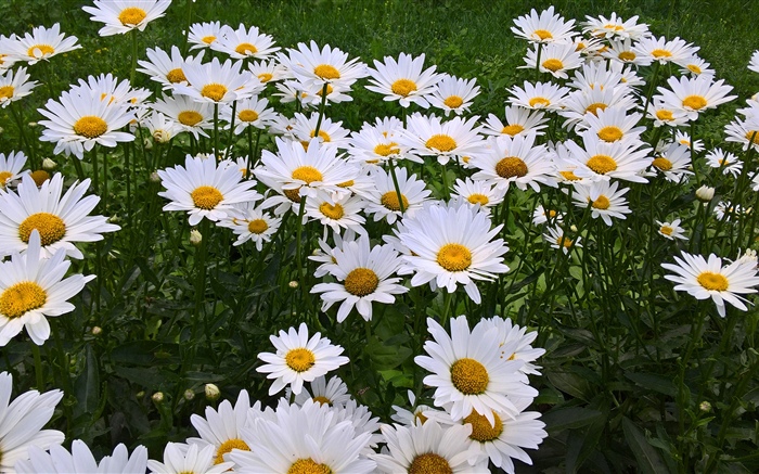 白いカモミール花、庭 壁紙 ピクチャー