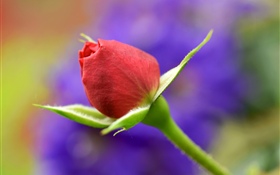 赤いバラの芽、茎 HDの壁紙