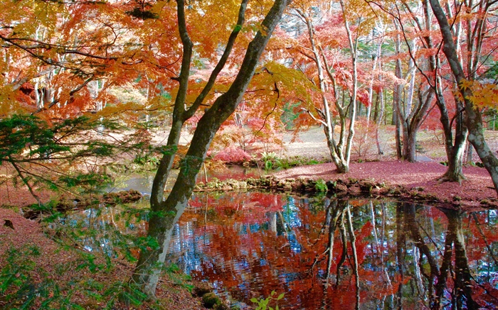 木々、池、公園、秋 壁紙 ピクチャー