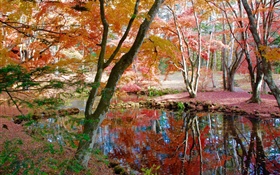 木々、池、公園、秋 HDの壁紙