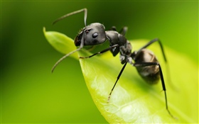 アリ、緑の葉、昆虫 HDの壁紙