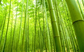 竹林, 緑, 夏 HDの壁紙