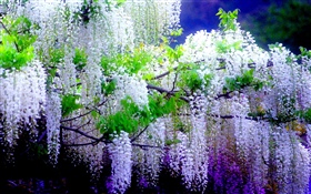 美しい藤の花、春 HDの壁紙