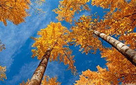 白樺、木々、青い空、秋 HDの壁紙