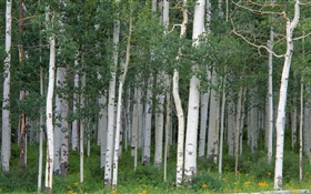 白樺の木、森 HDの壁紙