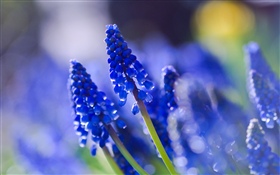青い花、かすんでいる HDの壁紙