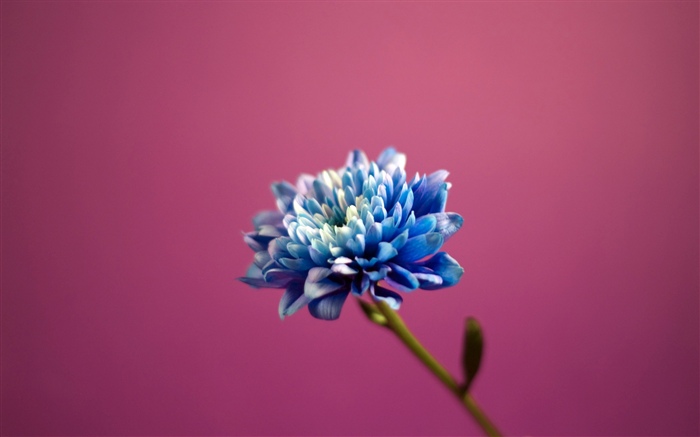 青い花びらの花、ピンクの背景 壁紙 ピクチャー