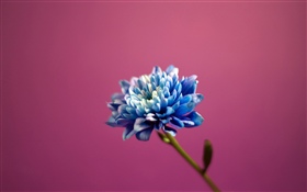 青い花びらの花、ピンクの背景 HDの壁紙