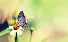 蝶, 白い花, かすんで HDの壁紙