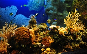 カクレクマノミ、魚、サンゴ HDの壁紙