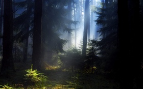 森、木、霧、朝 HDの壁紙