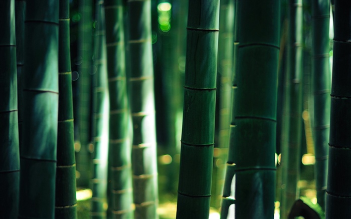 緑の竹, ステム 壁紙 ピクチャー