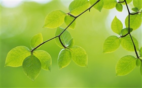 緑の葉、小枝、春 HDの壁紙