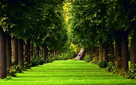 公園, 木, 緑の芝生, 庭 HDの壁紙