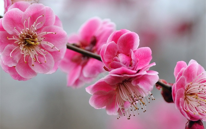 ピンクプラムの花、小枝、春 壁紙 ピクチャー