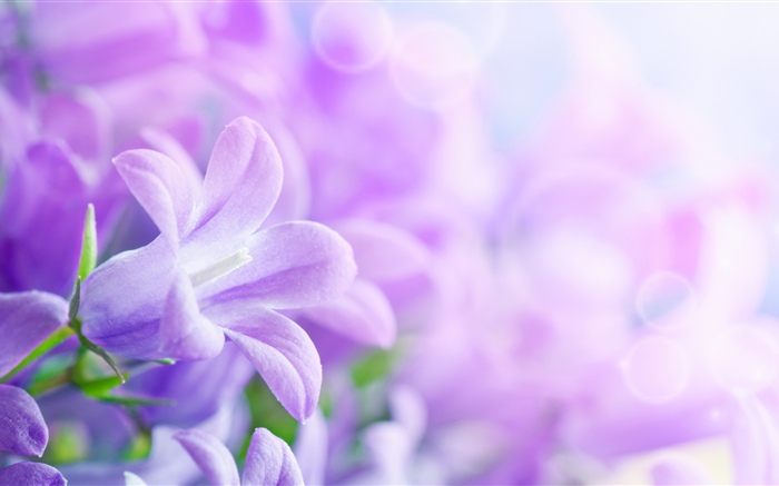紫色の花、春、かすんでいる 壁紙 ピクチャー