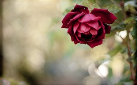 赤いバラの花びら HDの壁紙