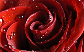 赤いバラ、花びら、水滴