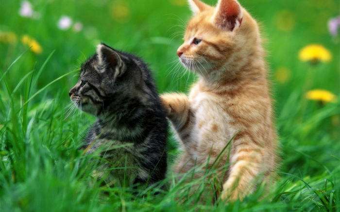 2匹の子猫、草 壁紙 ピクチャー