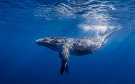 クジラ, 水中 HDの壁紙