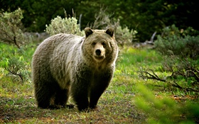 野生生物、クマ HDの壁紙