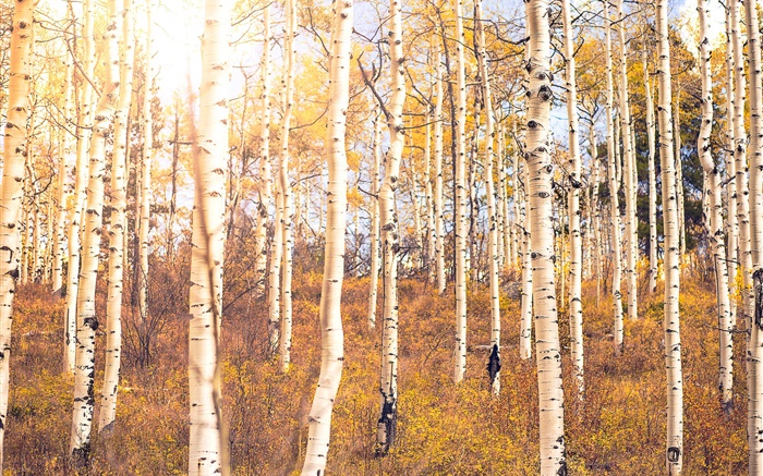 秋、バーチの森、木 壁紙 ピクチャー