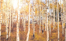 秋、バーチの森、木 HDの壁紙