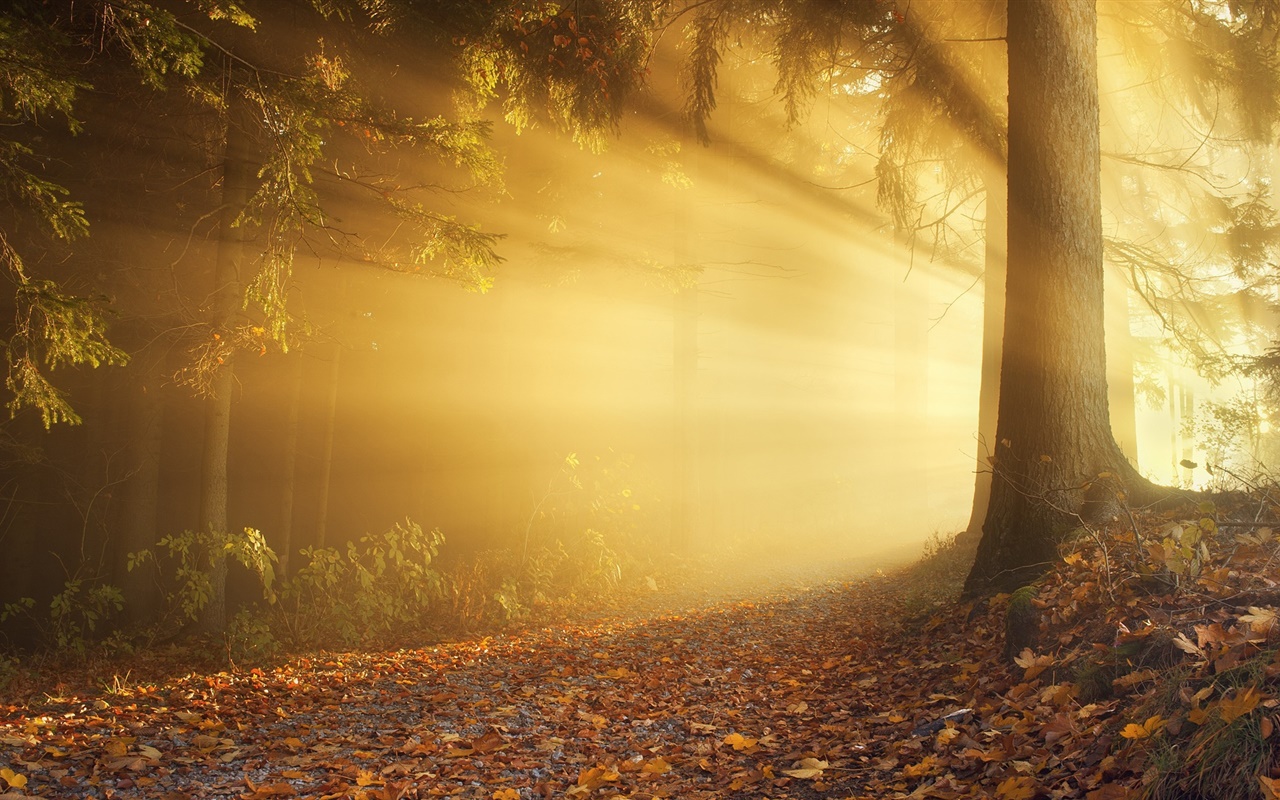 秋、森、太陽光線、霧、夜明け 1280x800 壁紙 背景画像