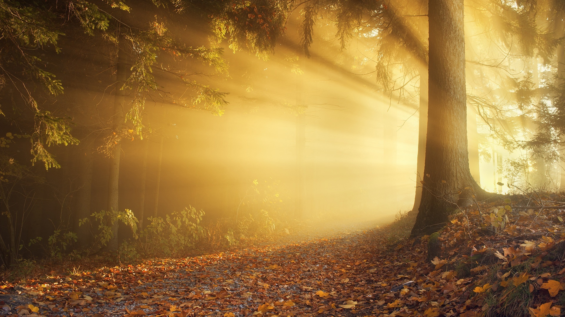 秋、森、太陽光線、霧、夜明け 1920x1080 壁紙 背景画像
