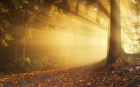 秋、森、太陽光線、霧、夜明け HDの壁紙