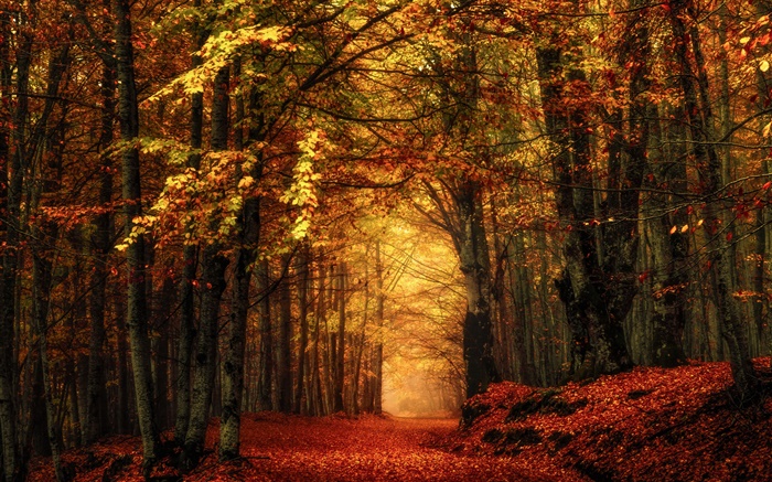 秋、森、木、赤い葉 壁紙 ピクチャー