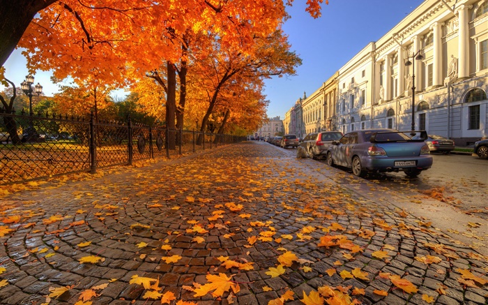 秋、木、赤いメープルの葉、通り、聖ペテルブルク 壁紙 ピクチャー