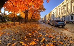 秋、木、赤いメープルの葉、通り、聖ペテルブルク HDの壁紙