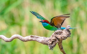 美しい緑青赤羽の鳥