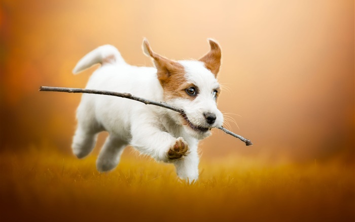 かわいい白い子犬走っている、犬 壁紙 ピクチャー