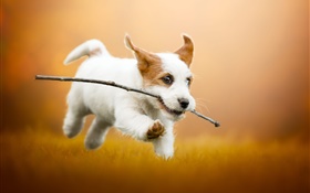 かわいい白い子犬走っている、犬 HDの壁紙