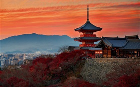 日本、京都、寺院、秋、夕暮れ HDの壁紙