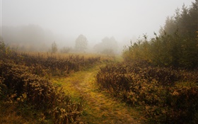 朝、秋、霧、木 HDの壁紙