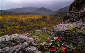 山、霧、石、森、秋 HDの壁紙