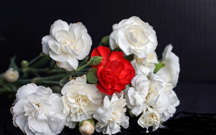 白と赤のバラ、黒い背景 壁紙 ピクチャー