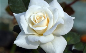 白いバラ、花びら HDの壁紙