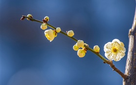 春の黄色い梅の花