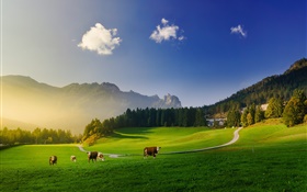 アルプス、緑の牧草地、牛、山、木々、太陽の光